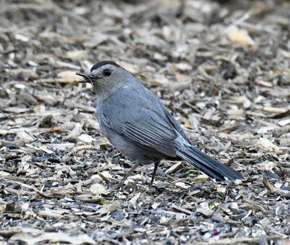 Birds at the Iowa Arboretum & Gardens
