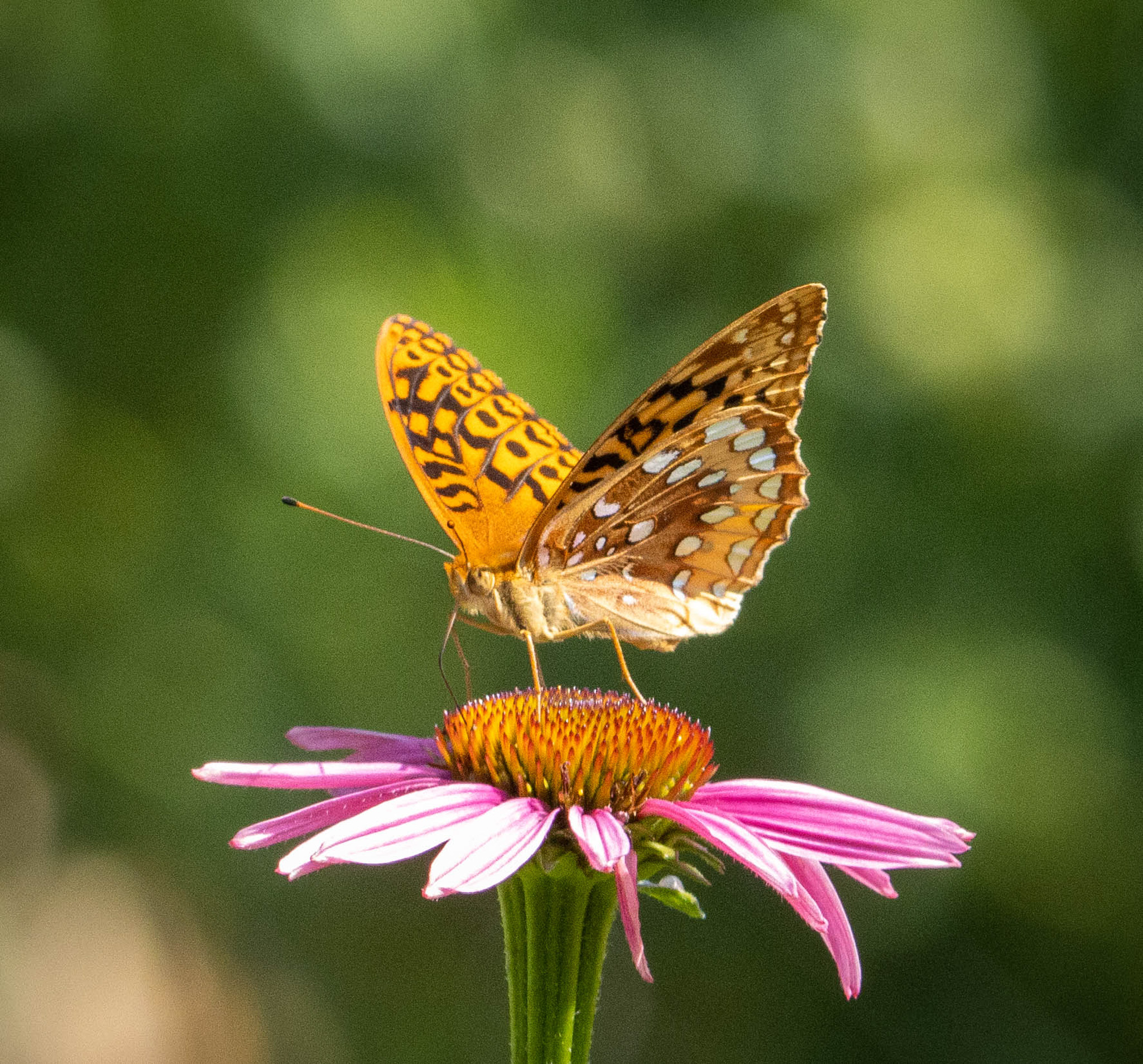 butterfly photo_Teresa Testroet