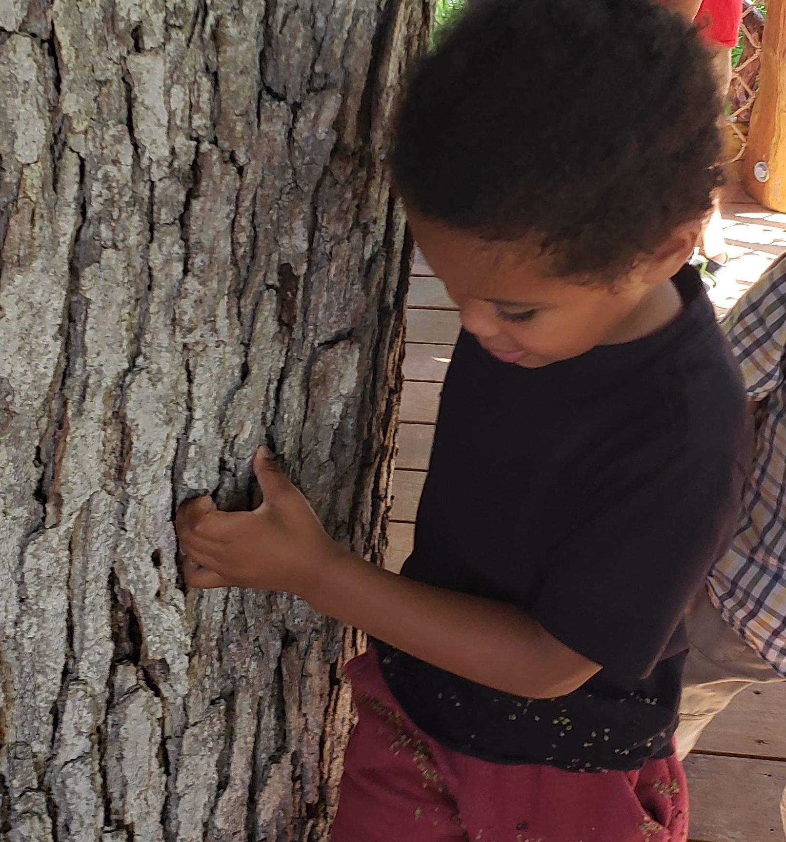 Boy circles tree bark in a treehouse at Iowa Arboretum and Gardens