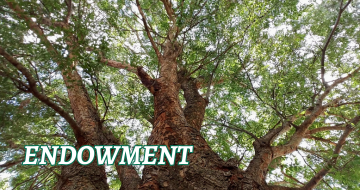 Large branching oak tree