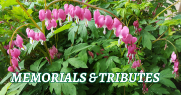 A string of bleeding hearts flowers