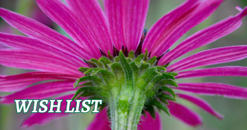 Underside of bright pink coneflower petals