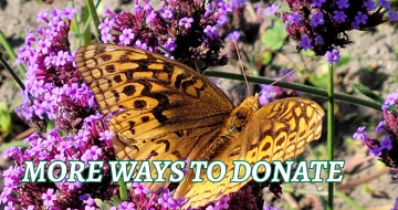 Great spangled fritillary butterfly on purple flowers