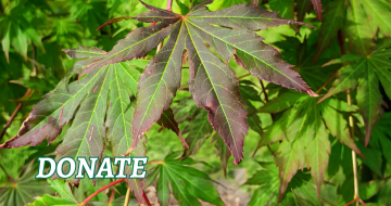 Red Maple tree leaves