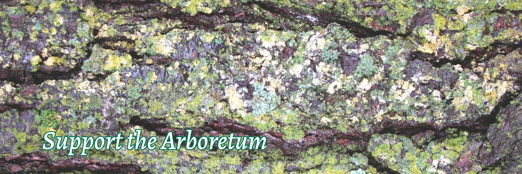 Green and gold tree bark 